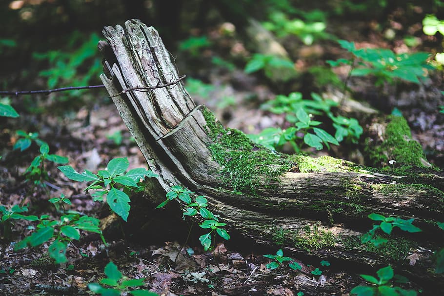 old, bough, branch, moss, forest, tree, wood, nature, leaf HD wallpaper