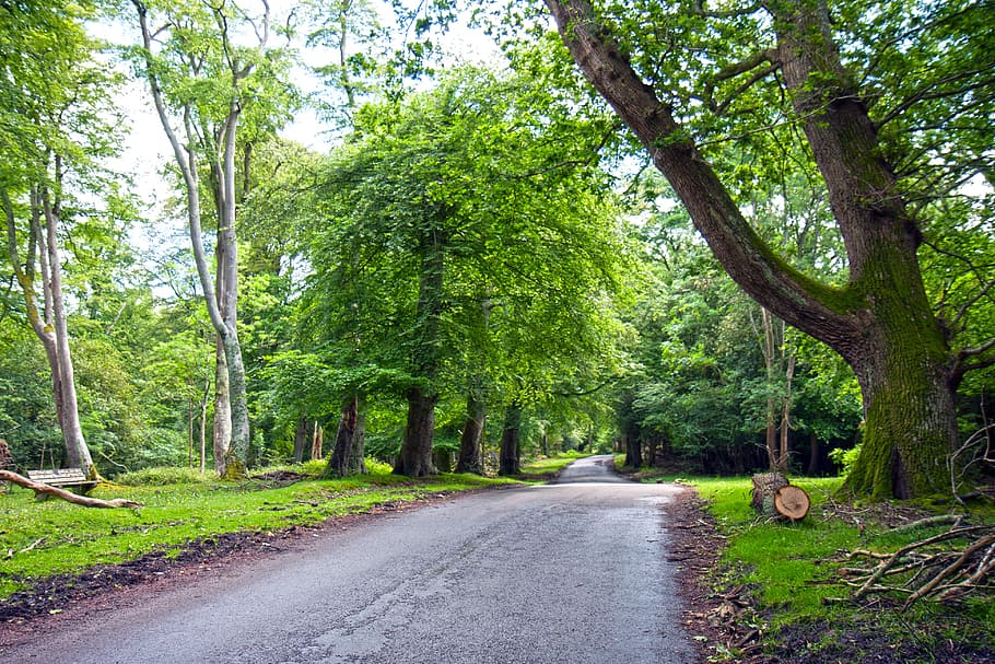 green leafed tree and wide road, tarmac, surface, worn, old, lane, HD wallpaper