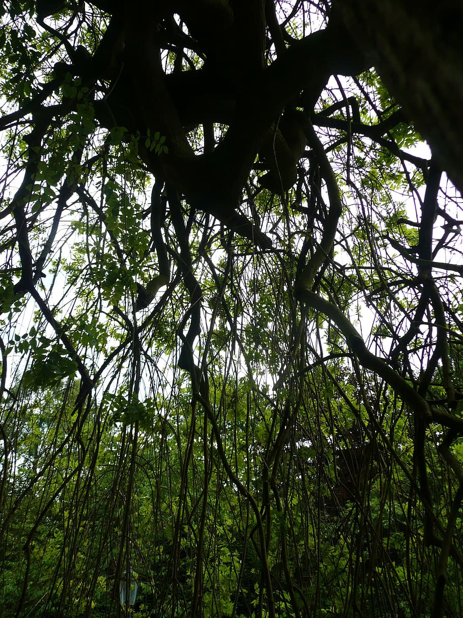 Forest, Tree, Branch, Environment, nature, woods, outdoor, trunk HD wallpaper