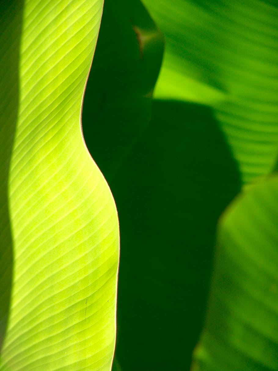 palm, frond, leaf, exotic, palm tree, palm fronds, tropical HD wallpaper