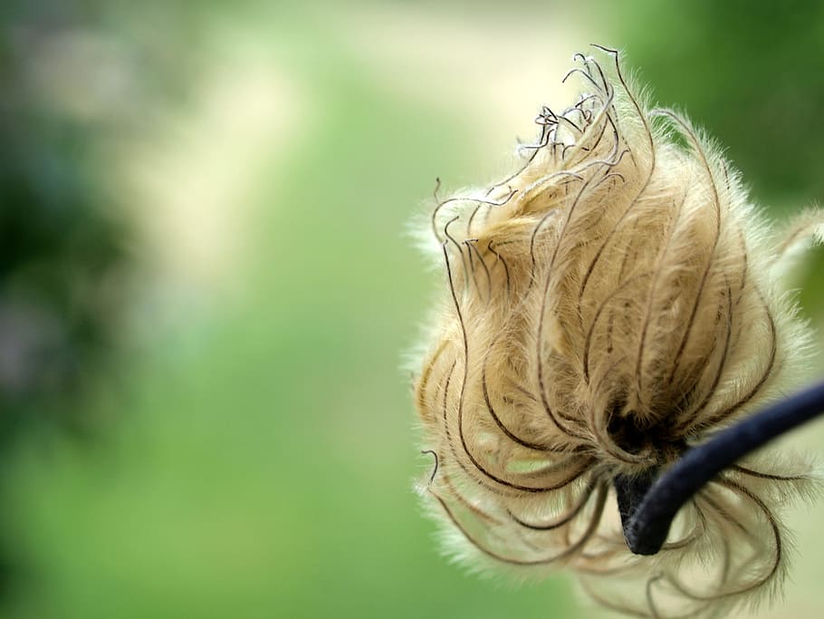 clematis, seed, flower, nature, close-up, plant, focus on foreground HD wallpaper