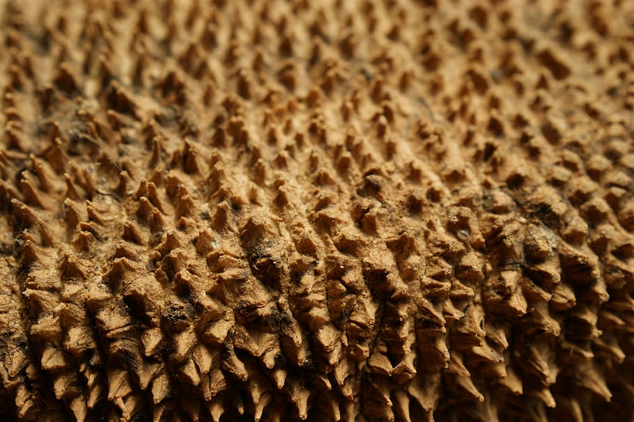 texture, macro, textures, nature, full frame, backgrounds, close-up HD wallpaper
