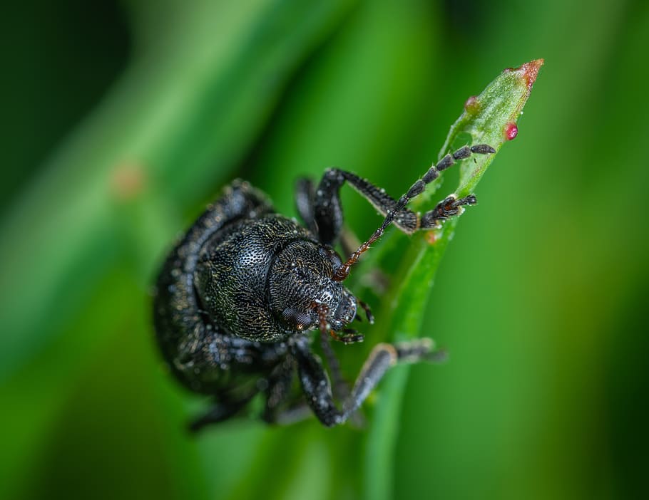 beetle, coleoptera, macro, insect, invertebrate, animal wildlife HD wallpaper