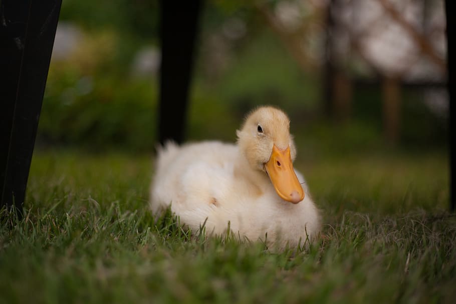 duckling, animals, chick, nature, bird, beak, waterfowl, animal themes HD wallpaper