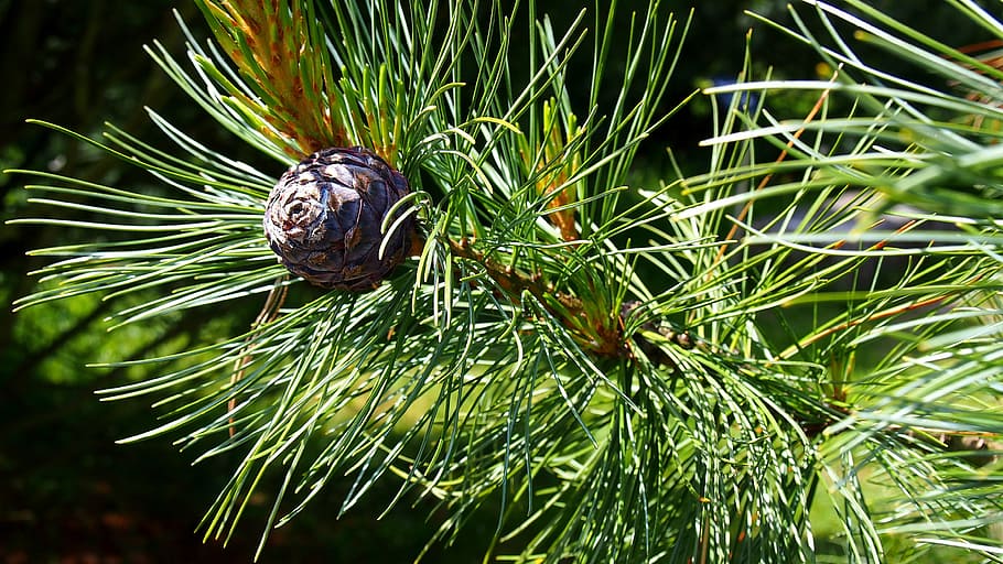 pine cone, iglak, tree, nature, sprig, coniferous, cones, green HD wallpaper