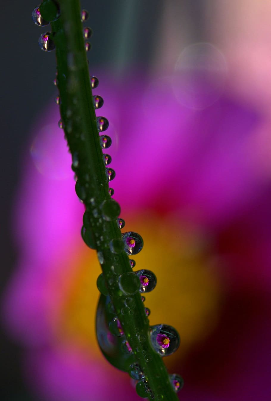drops, plant, macro, reflection, dew, close-up, growth, beauty in nature HD wallpaper