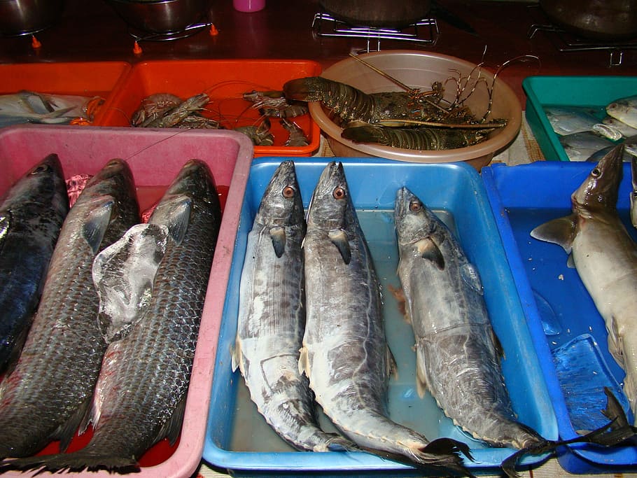fish, catch, fresh, market, seafood, vertebrate, animal, food and drink HD wallpaper