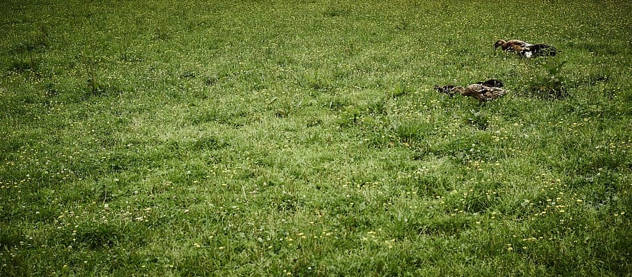 ducks, green, landscape, grass, water bird, nature, meadow HD wallpaper