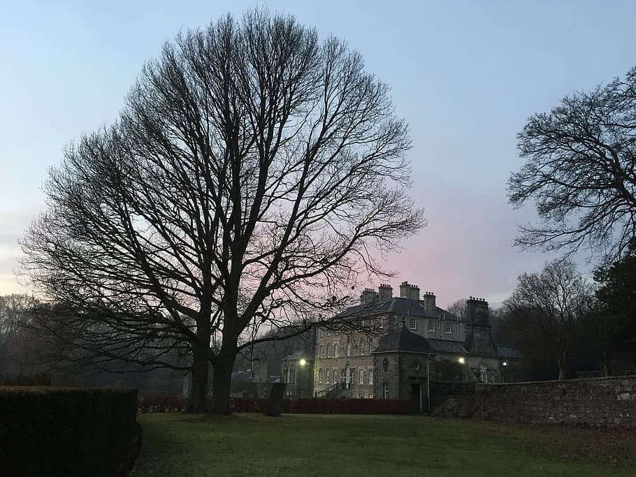 tree, pollok, house, historic, stately, glasgow, architecture HD wallpaper