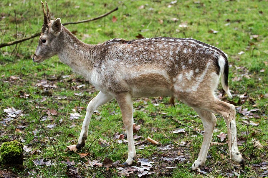 hirsch, fallow deer, forest, animal, animal themes, mammal HD wallpaper