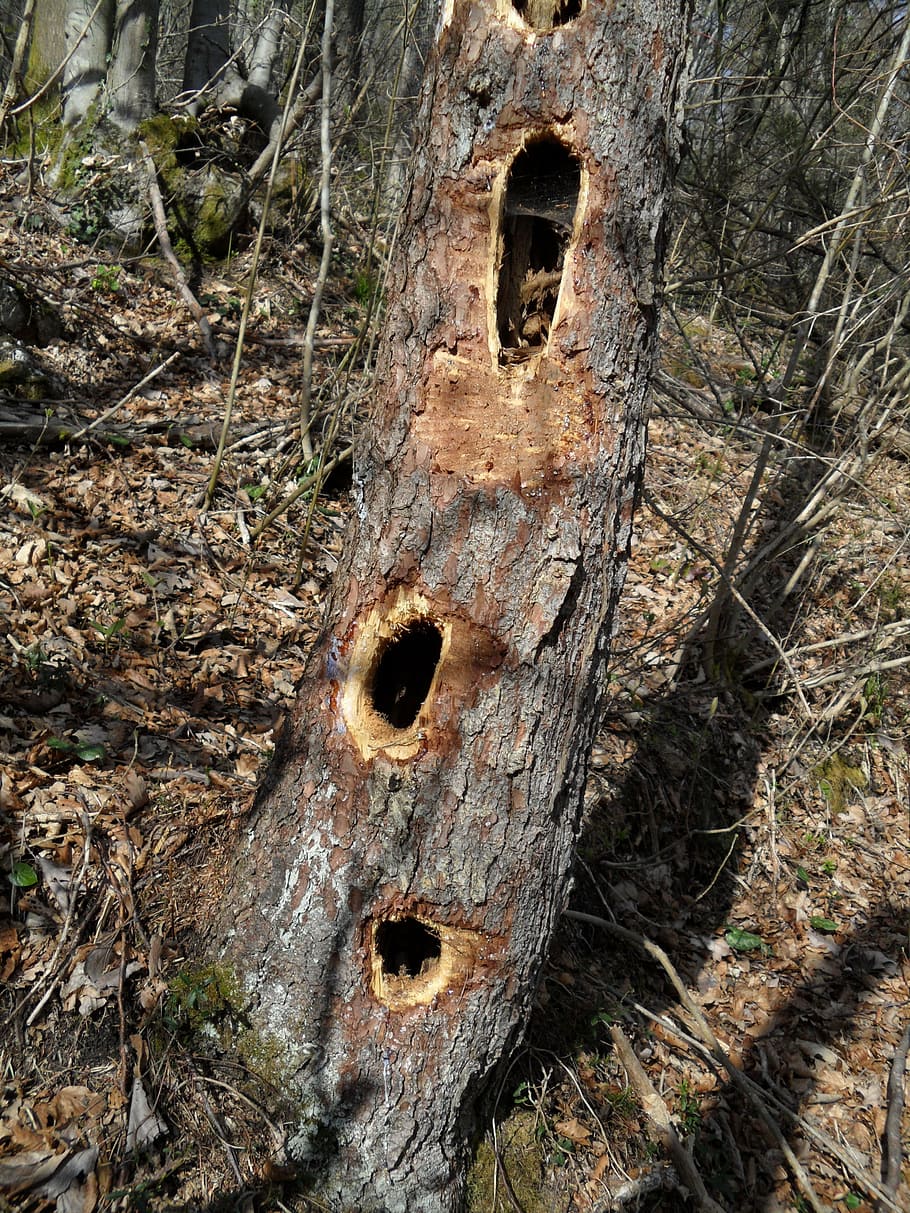 tree, holes, naure, plant, no people, tree trunk, day, land HD wallpaper