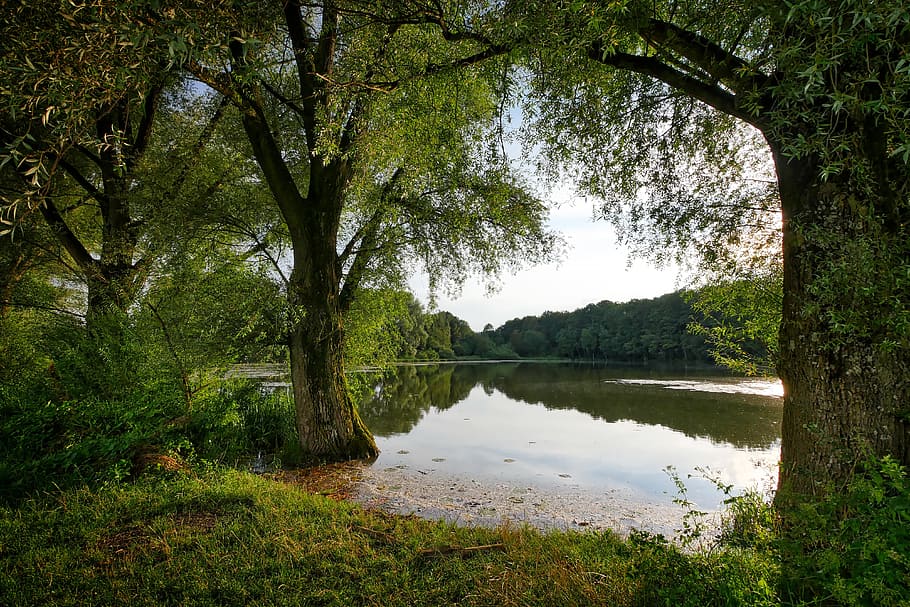 body of water during daytime, tree, nature, landscape, waters HD wallpaper