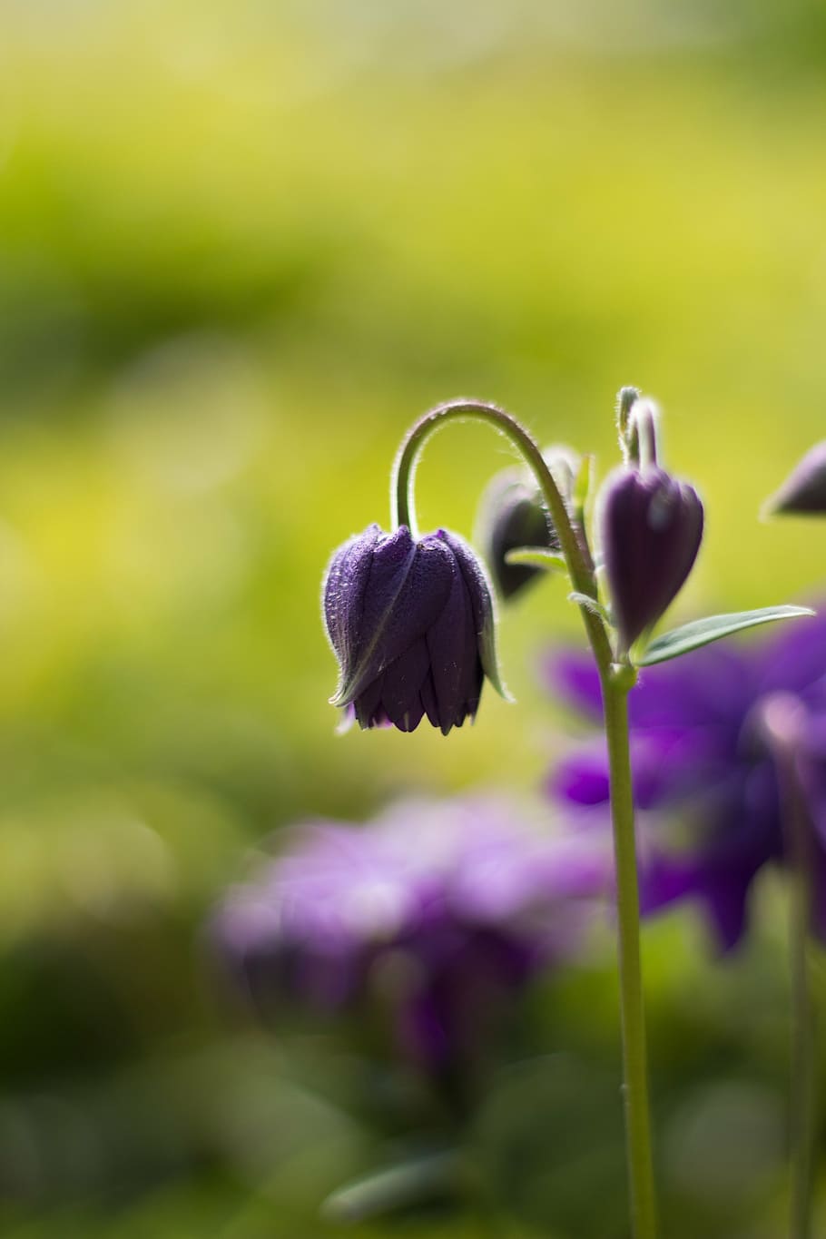 flower, violet, blossom, bloom, spring, macro, close, nature HD wallpaper