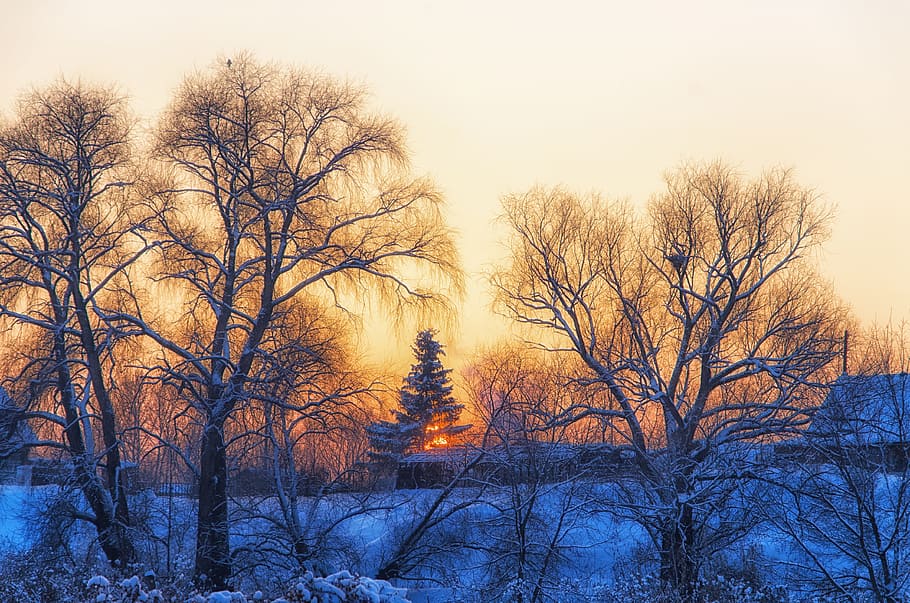 Winter, Village, Countryside, Cottage, landscape, frost, cold, HD wallpaper