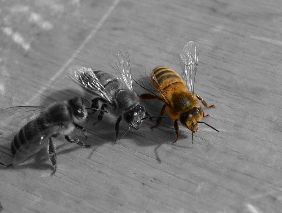 Bee, Honeybee, Hive, animal themes, animals in the wild, animal wildlife HD wallpaper