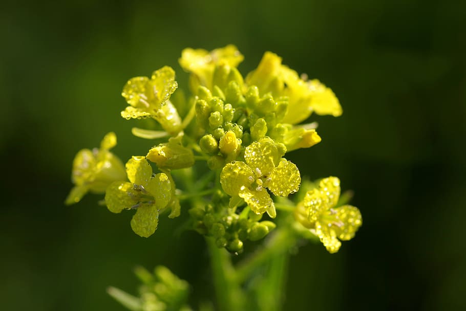 Rapeseed, Flower, Yellow, Macro, rosa, drops, water, in the morning HD wallpaper