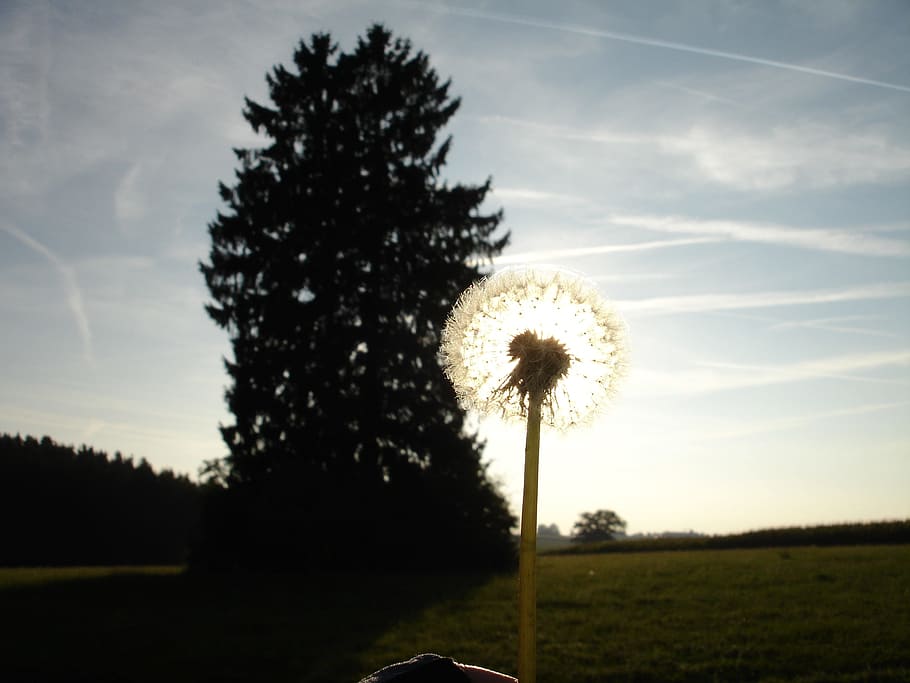 Dandelion, Back Light, Flower, Nature, sun, tree, silhouette HD wallpaper