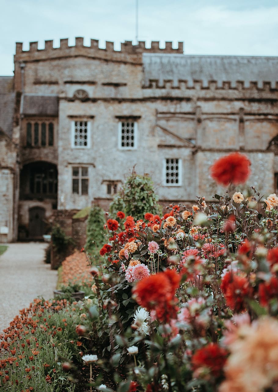 Forde Abbey, macroshot photography of red and pink outdoor flowers HD wallpaper