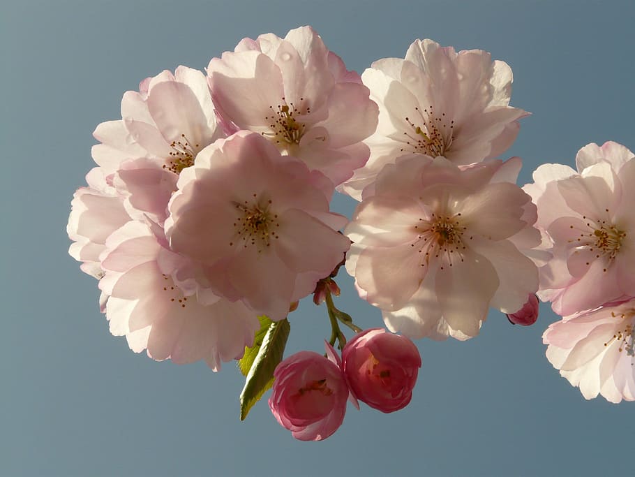 white and pink petaled flowers blooming at daytime, Cherry Blossom HD wallpaper