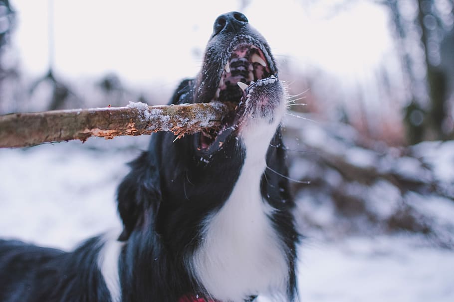 long-coated black and white dog, long-coated black and white dog biting brown wood during daytime HD wallpaper