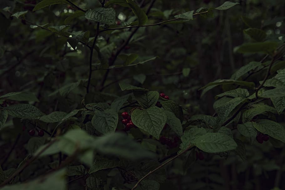green leaves, green leafed plant, dark, foliage, berry, autumn HD wallpaper