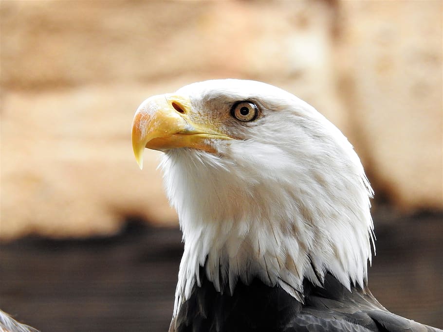 bald eagle, dom, american, symbol, wildlife, animal, nature HD wallpaper