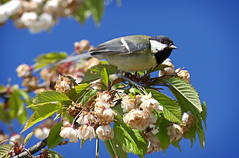parakeet on tree, bird, tit, parus major, foraging, garden HD wallpaper