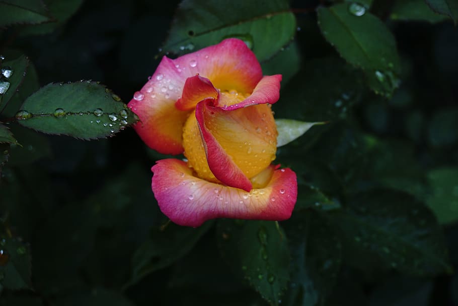 rosebud, garden, plant, flower, garden roses, beauty in nature, HD wallpaper