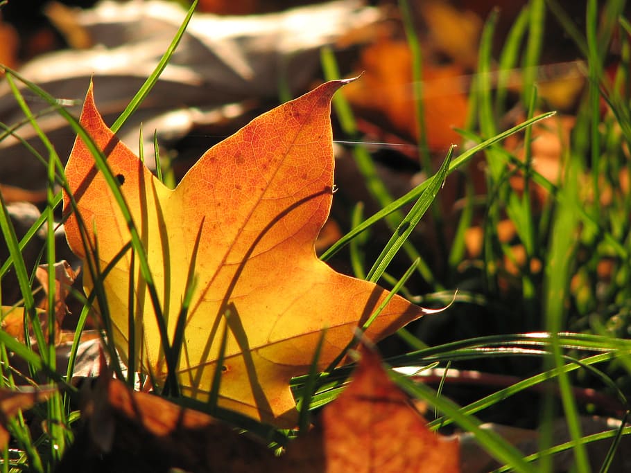 leaf, autumn, maple, tree, leaves, colorful, grass, autumn colours HD wallpaper