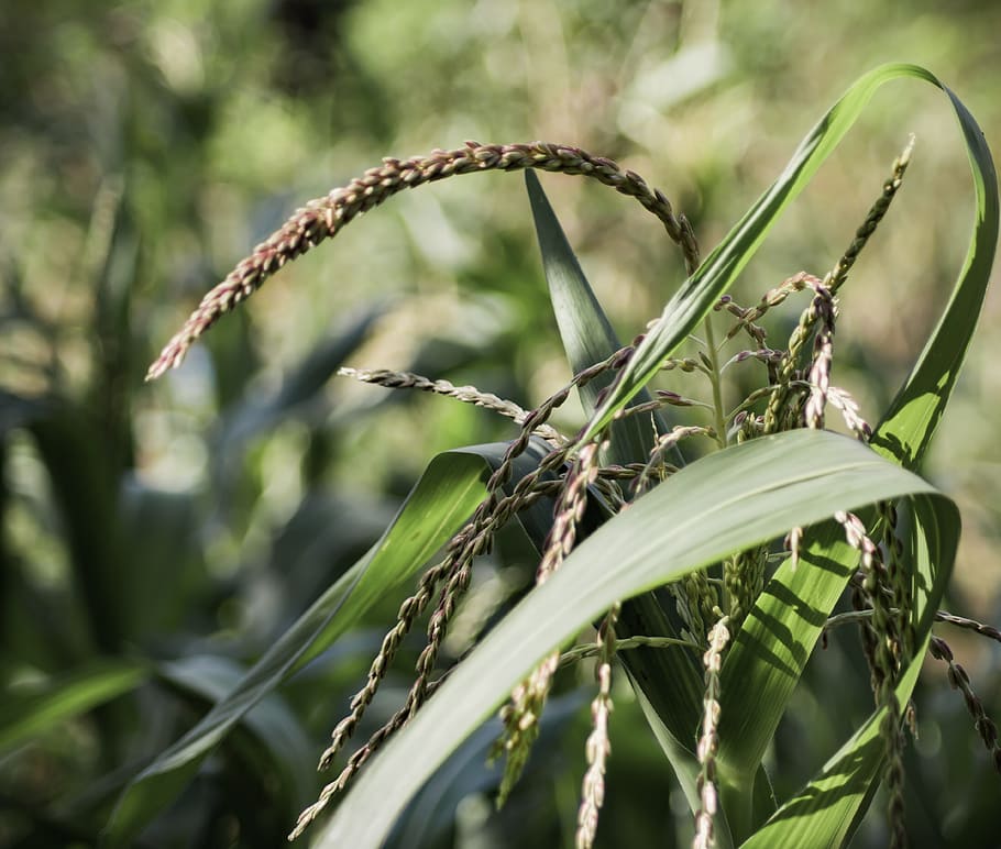 corn, plant, agriculture, nature, field, food, green, rural HD wallpaper