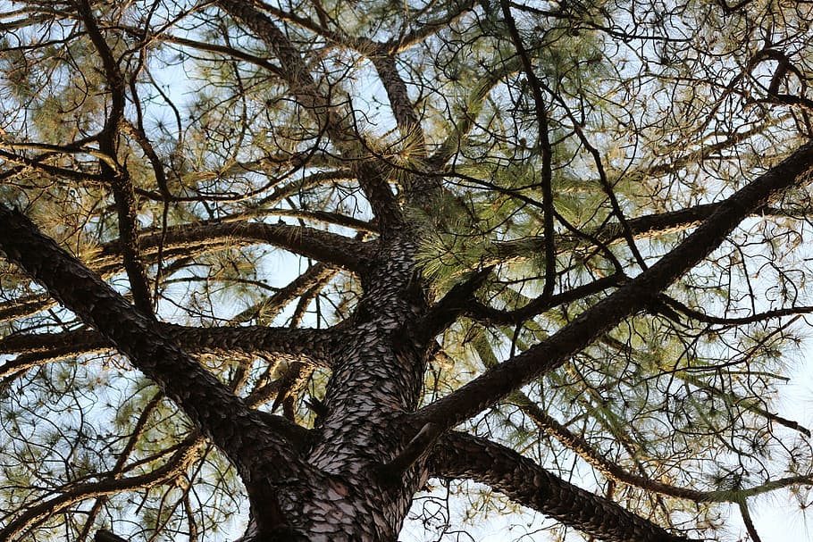 nature, trees, environment, landscape, plant, low angle view HD wallpaper