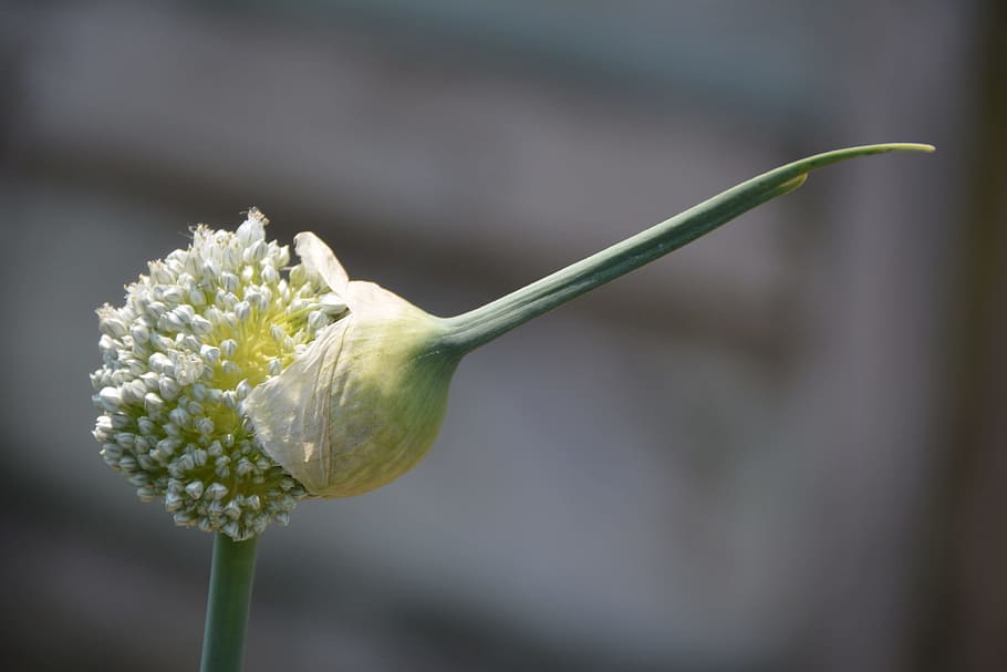 Emergence, Emerging, Birth, Flower, new, growth, blooming, allium HD wallpaper