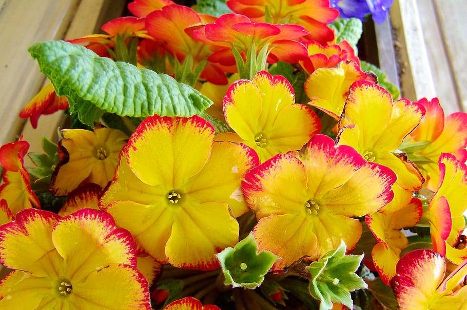 spring flowers, yellow, primrose, freshness, flowering plant HD wallpaper
