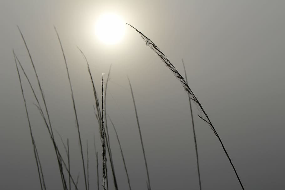 grass, nature, back light, meadow, field, incomplete, blade of grass HD wallpaper