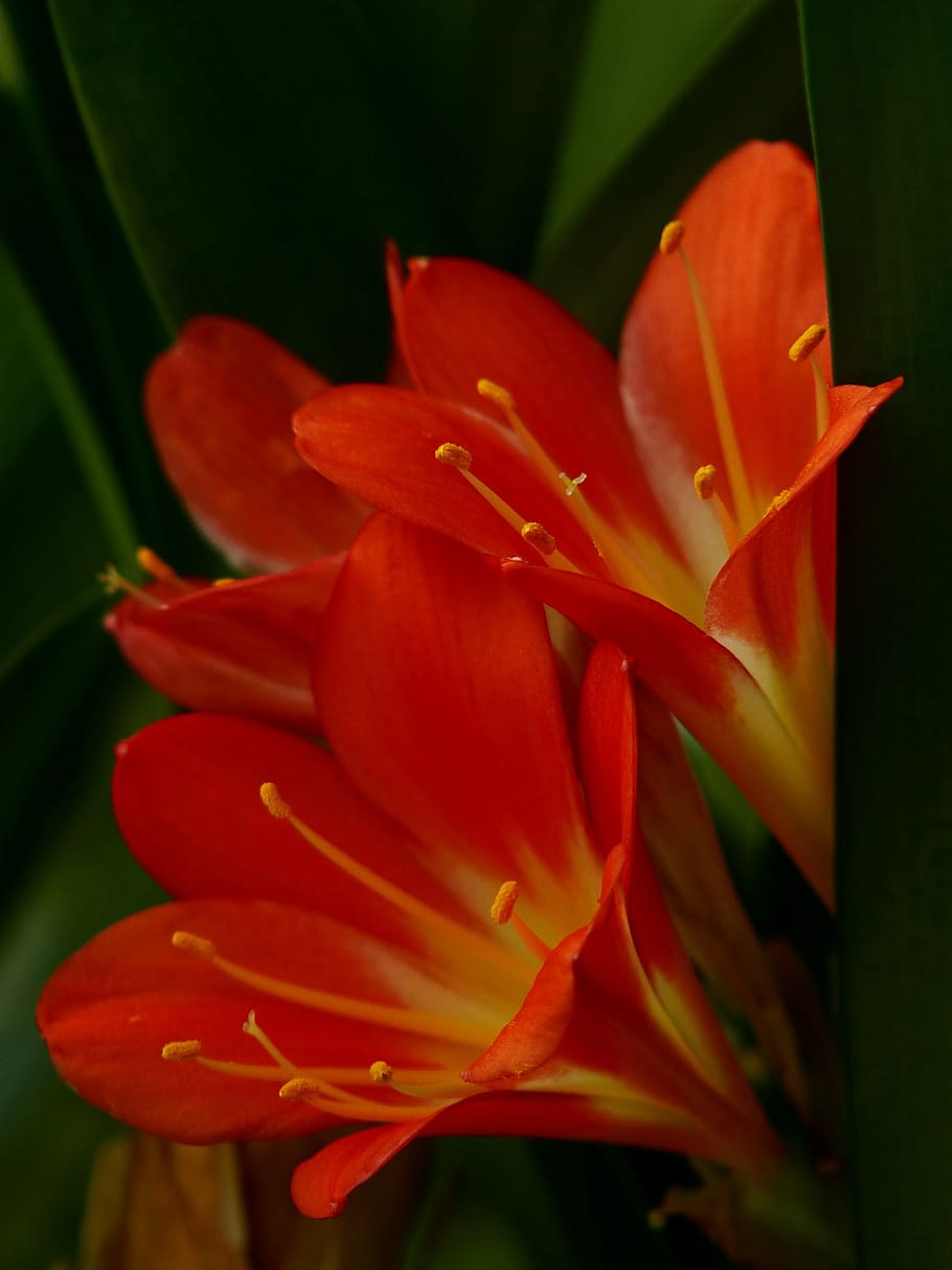 amaryllis, poisonous plant, ornamental plant, orange blossom, HD wallpaper