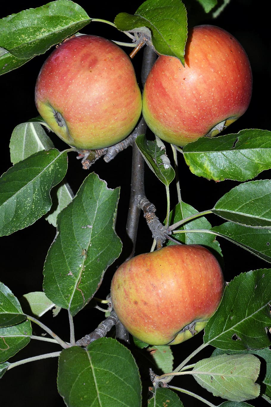 Apple Tree, Tree, Branch, Leaves, Fruit, red, ripe, nature HD wallpaper
