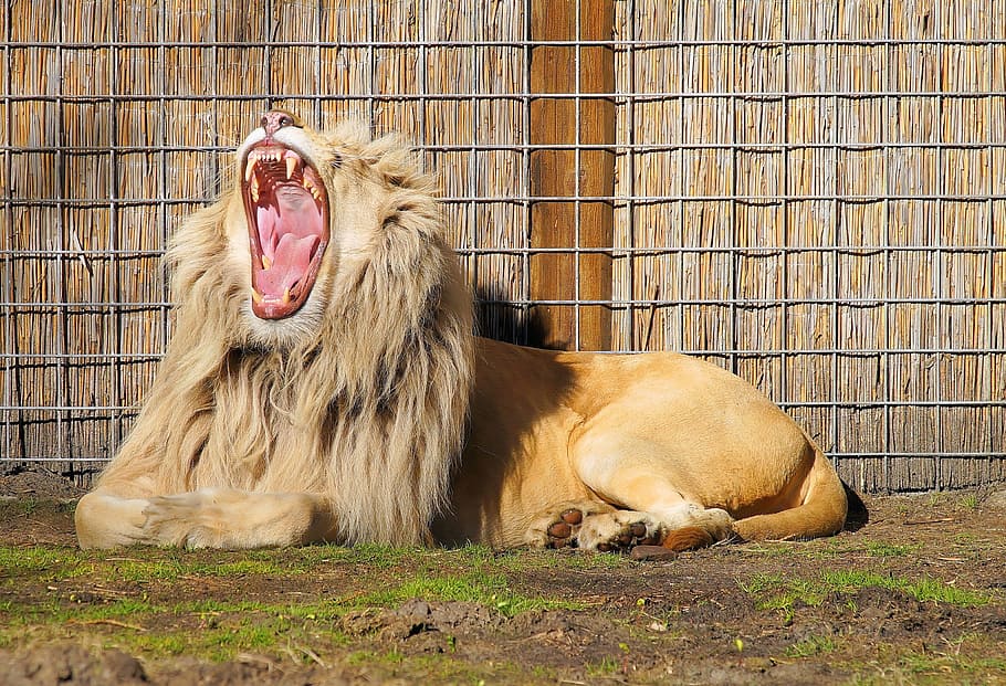 lion opening his mouth beside brown wall, pride, beautiful HD wallpaper
