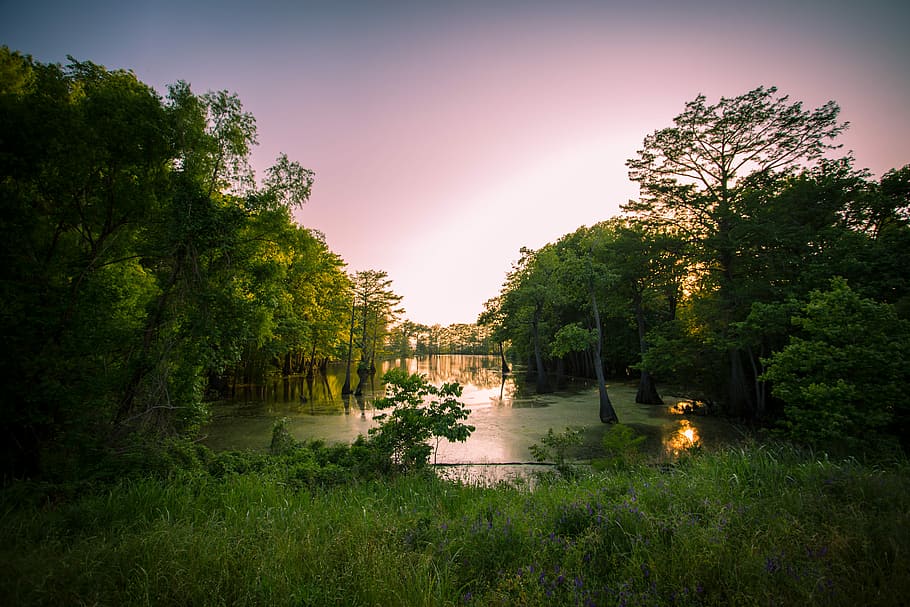body of water surrounded by trees, lake, river, forest, woodland HD wallpaper