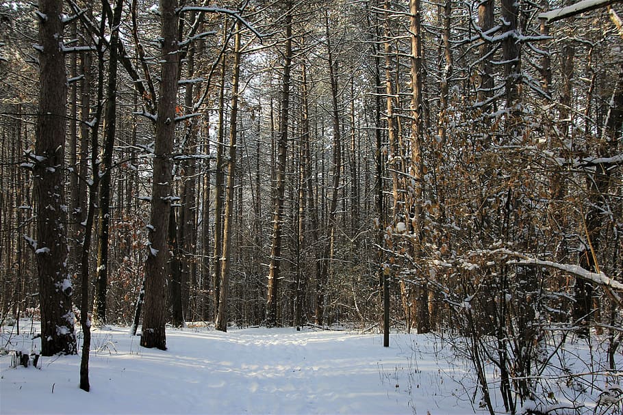 snow covered bare trees, woodland, forest, white, winter, cold temperature HD wallpaper