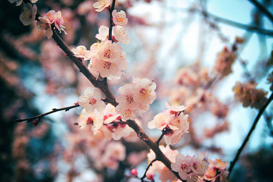 cherry blossom, daegu, wood, plant, tree, flower, flowering plant, HD wallpaper