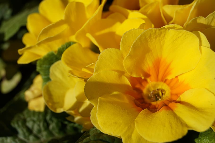 flowers, primroses, spring, nature, yellow, bloom, cowslip HD wallpaper