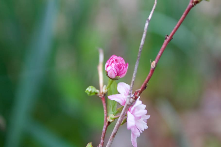 tiny flower, pink, macro, summer, spring, flowering plant, growth HD wallpaper