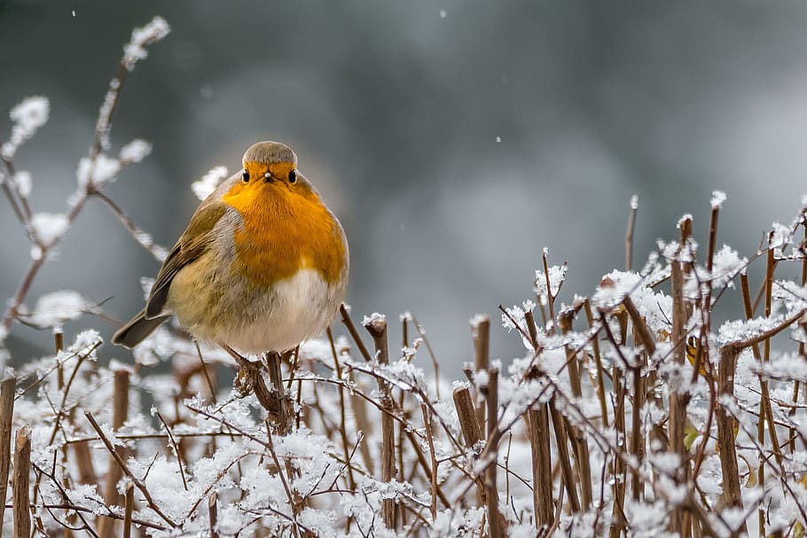 yellow and white bird on brown wood during daytime, robin, winter HD wallpaper