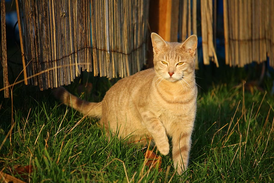cat, mackerel, breed cat, grass, morning light, feline, domestic HD wallpaper