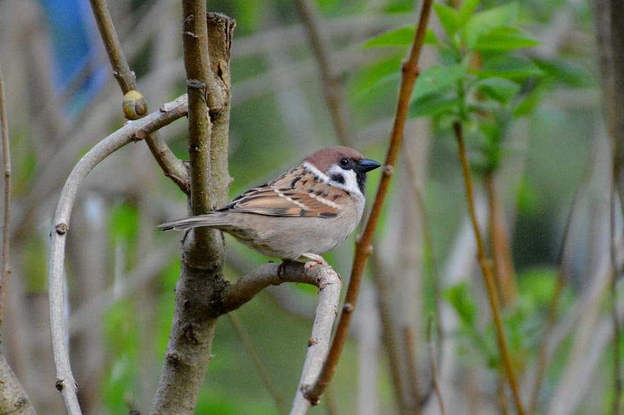 sparrow, bird, fly, nature, animal, wing, feather, animals in the wild HD wallpaper