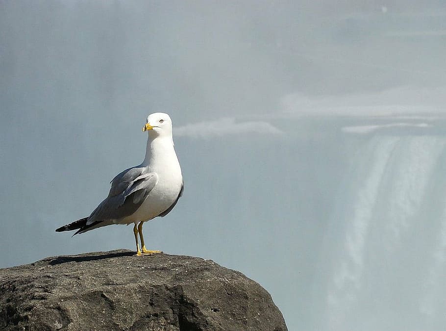 seagull, bird, mist, falls, water, stone, animal, nature, wildlife HD wallpaper