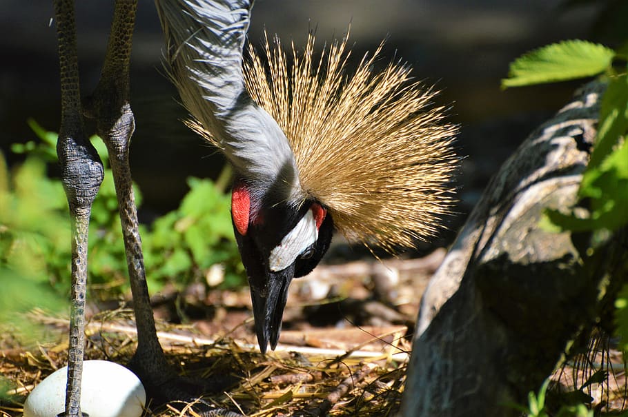 Grey Crowned Crane, Baleurica Regulorum, bird, nest, hatchery