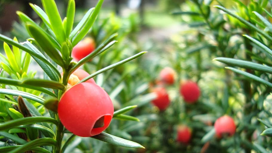 red, berries, fruit, nature, food, food and drink, plant, healthy eating HD wallpaper