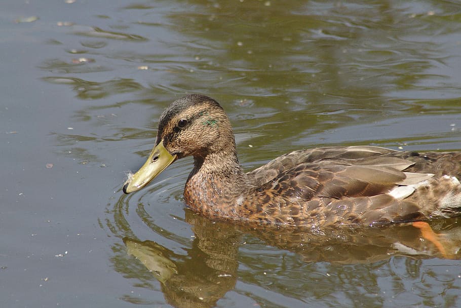 duck, chicks, water, waters, pond pour, city, park, garden HD wallpaper