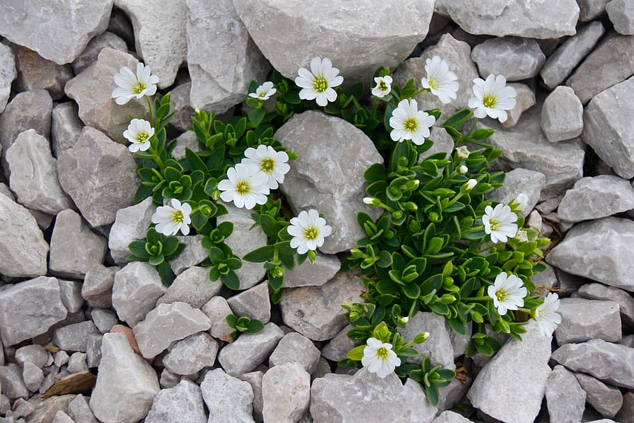 close-up photo of white flowers, cerastium, mouse-ear chickweed, HD wallpaper